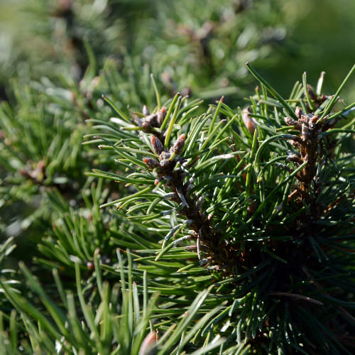 Сосна горная Хампи купить во Владимире
