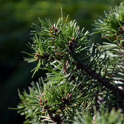 Сосна горная Хампи купить во Владимире