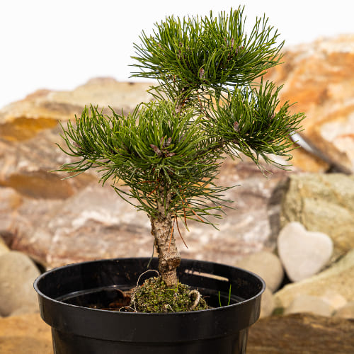 Сосна горная Хампи купить во Владимире