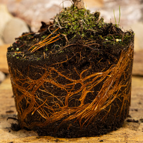 Сосна горная Хампи купить во Владимире