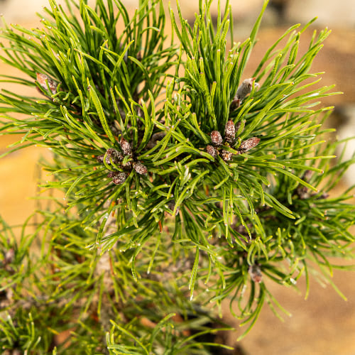 Сосна горная Хампи купить во Владимире