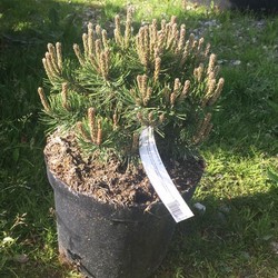 Сосна горная Klosterarum купить во Владимире