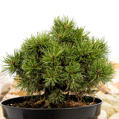 Сосна горная Костельничек купить в Нижнем Новгороде