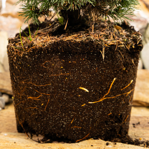 Сосна горная Костельничек купить в Нижнем Новгороде