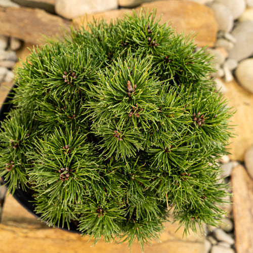 Сосна горная Костельничек купить в Нижнем Новгороде
