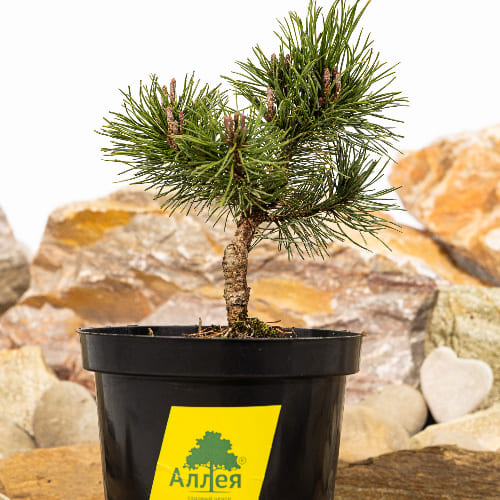 Сосна горная Лаурин купить в Ульяновске