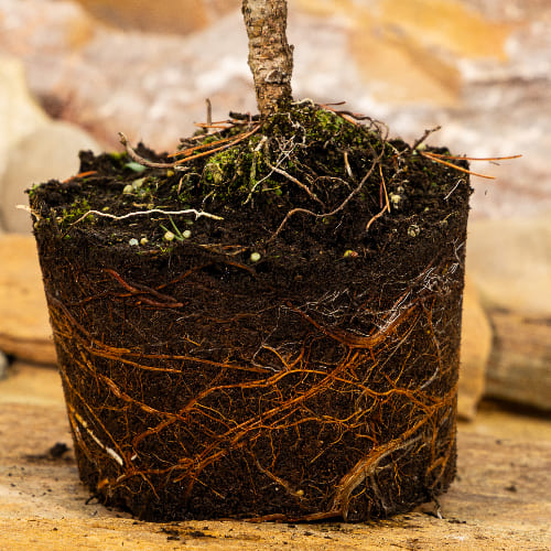 Сосна горная Лаурин купить в Ульяновске