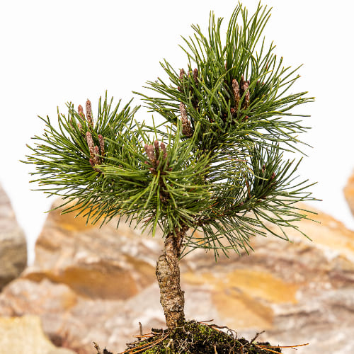 Сосна горная Лаурин купить в Ульяновске