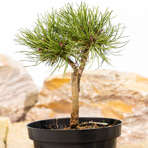 Сосна горная Литомисл купить во Владимире