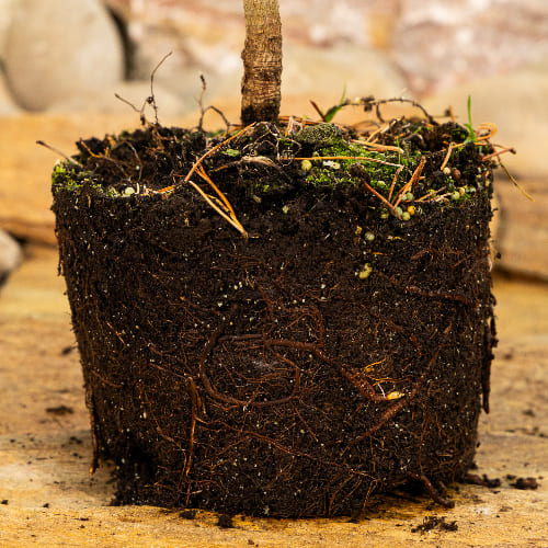 Сосна горная Литомисл купить во Владимире