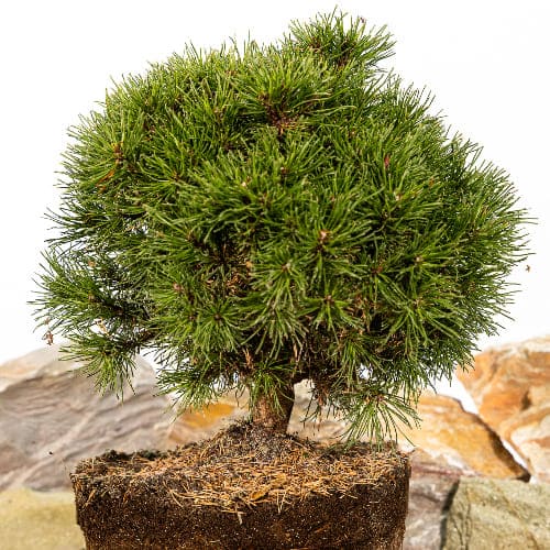 Сосна горная Литомисл купить во Владимире