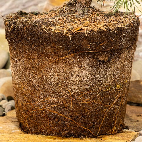 Сосна горная Литомисл купить во Владимире