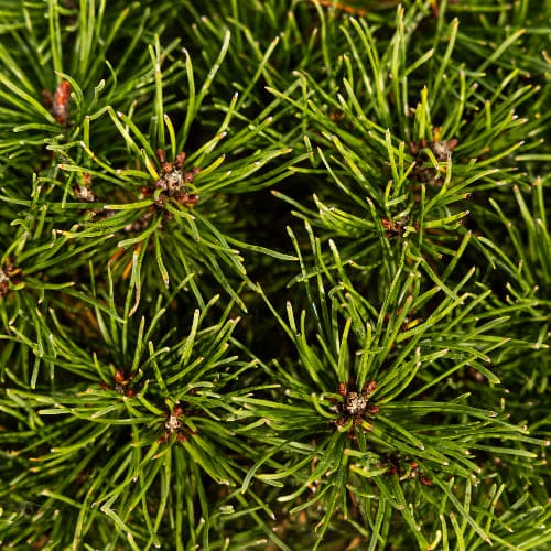 Сосна горная Литомисл купить во Владимире