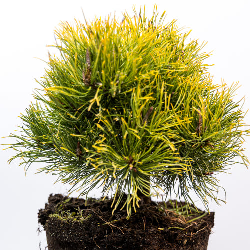 Сосна горная Литтл Голд Стар купить во Владимире