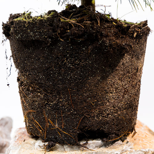 Сосна горная Литтл Голд Стар купить во Владимире