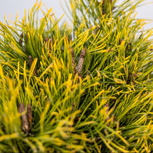 Сосна горная Литтл Голд Стар купить во Владимире