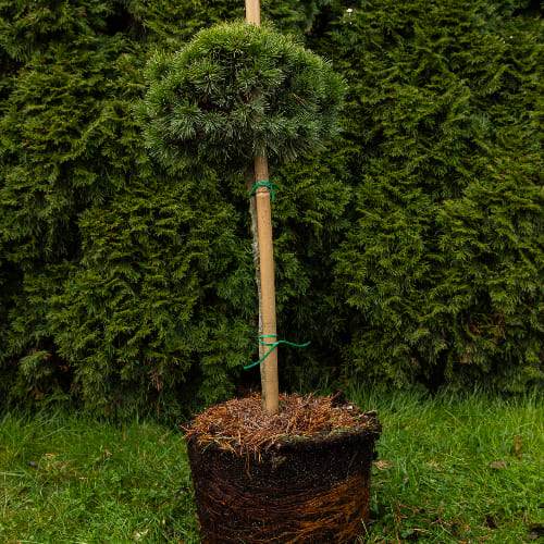 Сосна горная Мопс купить во Владимире