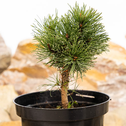 Сосна горная Мопс купить во Владимире