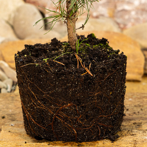 Сосна горная Мопс купить во Владимире