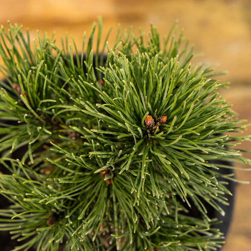 Сосна горная Мопс купить во Владимире