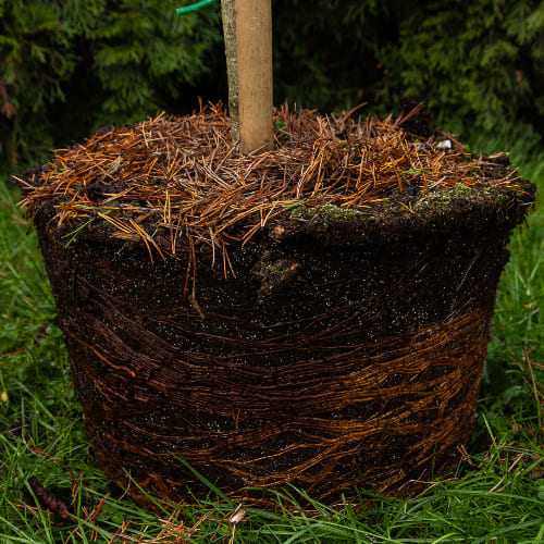 Сосна горная Мопс купить во Владимире