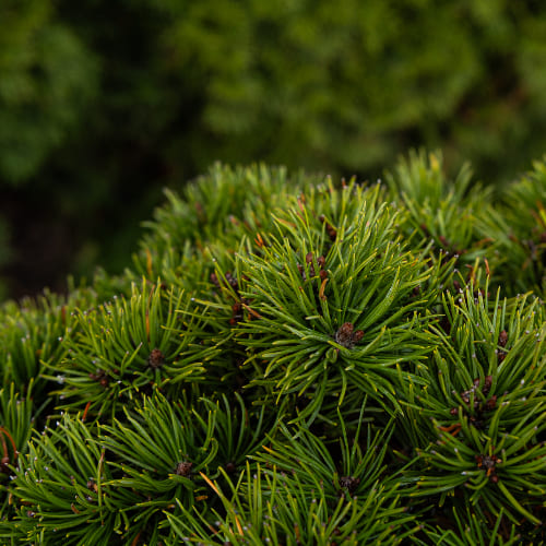 Сосна горная Мопс купить во Владимире