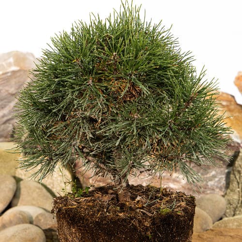 Сосна горная Мопс купить во Владимире