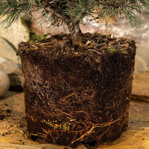 Сосна горная Мопс купить во Владимире