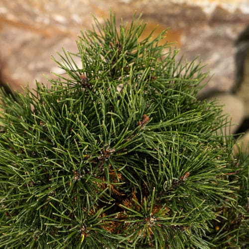 Сосна горная Мопс купить во Владимире