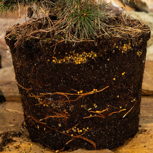 Сосна горная Мопс купить во Владимире