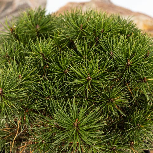 Сосна горная Мопс купить во Владимире