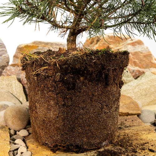 Сосна горная Мопс купить во Владимире