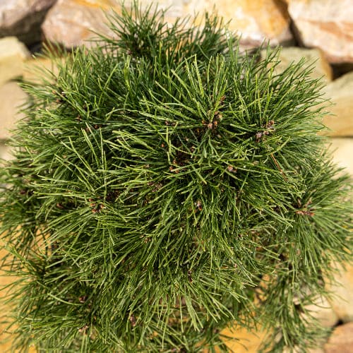 Сосна горная Мопс купить во Владимире