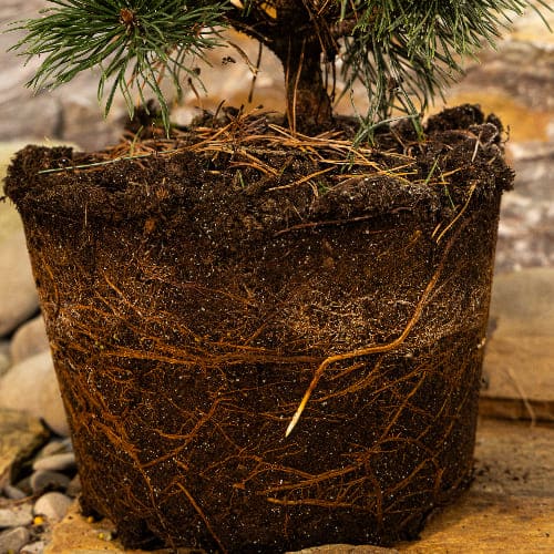 Сосна горная Мумпиц купить во Владимире