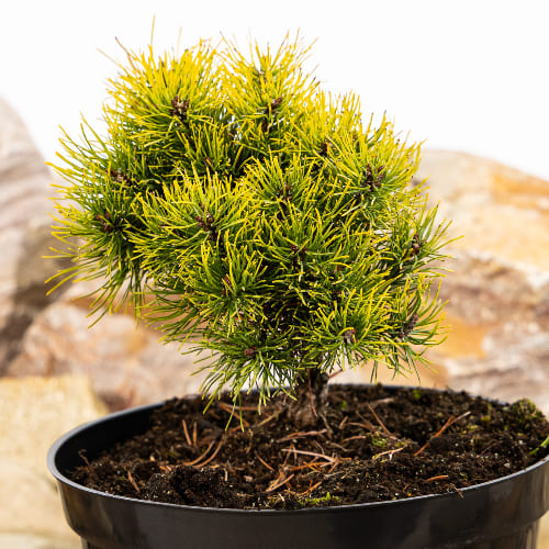 Сосна горная Офир купить во Владимире