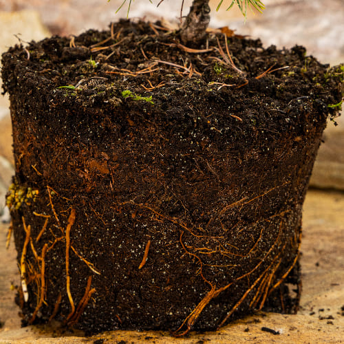 Сосна горная Офир купить во Владимире