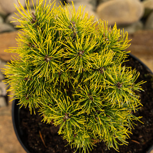 Сосна горная Офир купить во Владимире