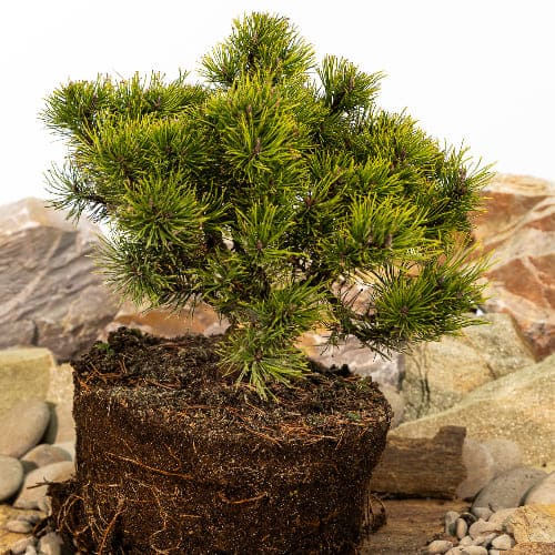 Сосна горная Офир купить во Владимире