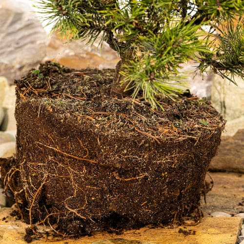 Сосна горная Офир купить во Владимире