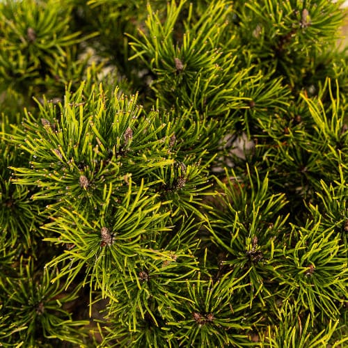 Сосна горная Офир купить во Владимире