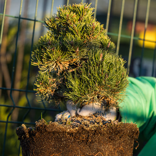 Сосна горная Пикобелло купить во Владимире