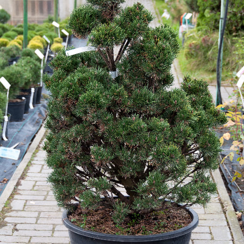 Сосна горная Пикобелло купить в Нижнем Новгороде