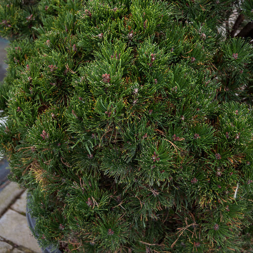 Сосна горная Пикобелло купить в Нижнем Новгороде