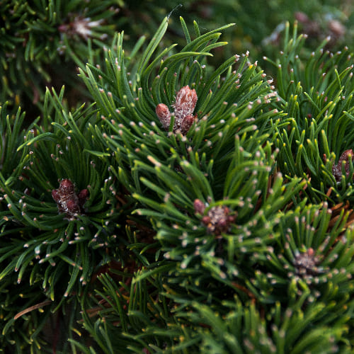 Сосна горная Пикобелло купить в Нижнем Новгороде