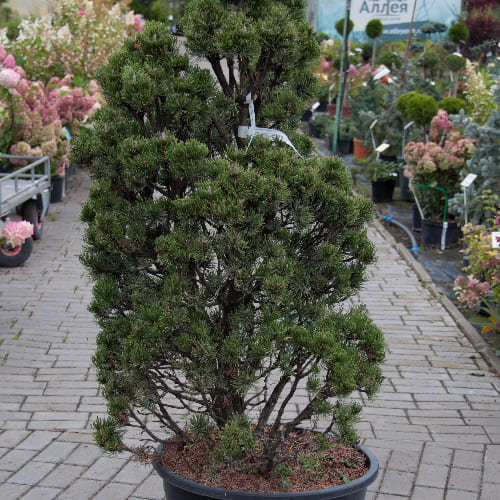 Сосна горная Пикобелло купить в Нижнем Новгороде