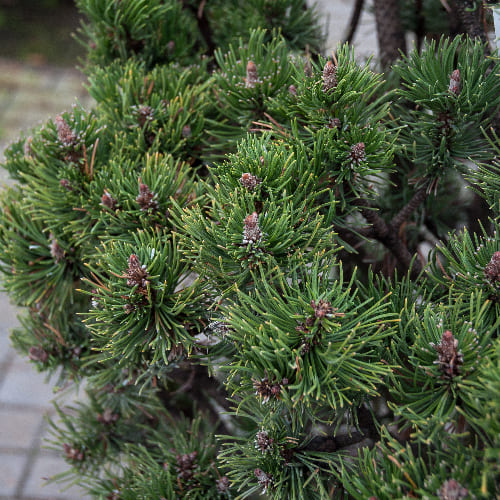Сосна горная Пикобелло купить в Нижнем Новгороде