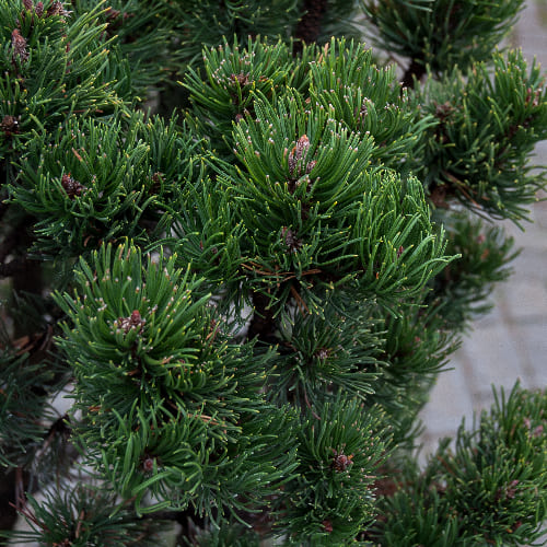 Сосна горная Пикобелло купить в Нижнем Новгороде