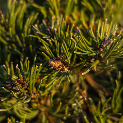 Сосна горная Пикобелло купить во Владимире
