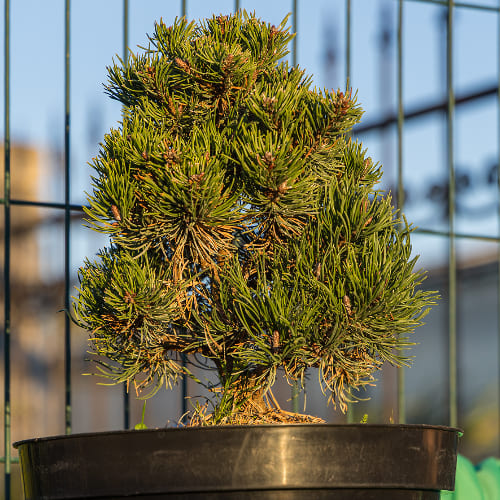 Сосна горная Пикобелло купить во Владимире