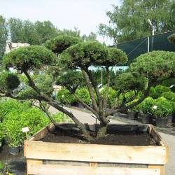 Сосна горная Пумилио БОНСАЙ купить в Нижнем Новгороде